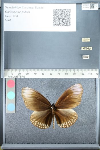Media type: image;   Entomology 159262